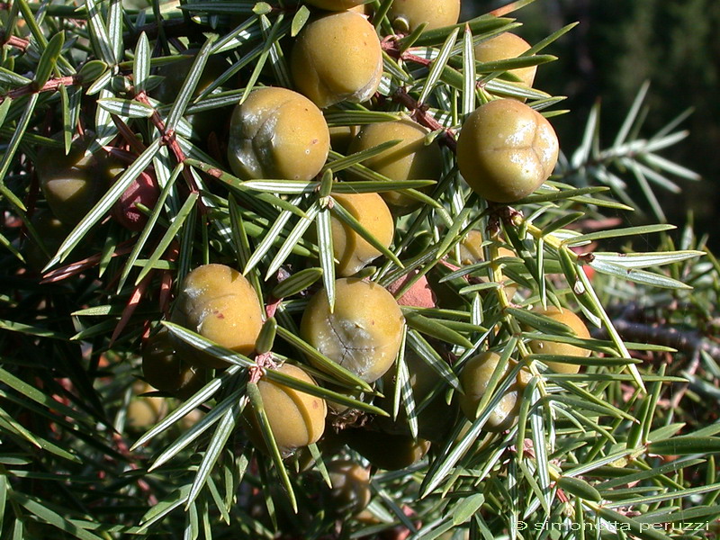 Juniperus oxycedrus L. -  Ginepro ossicedro